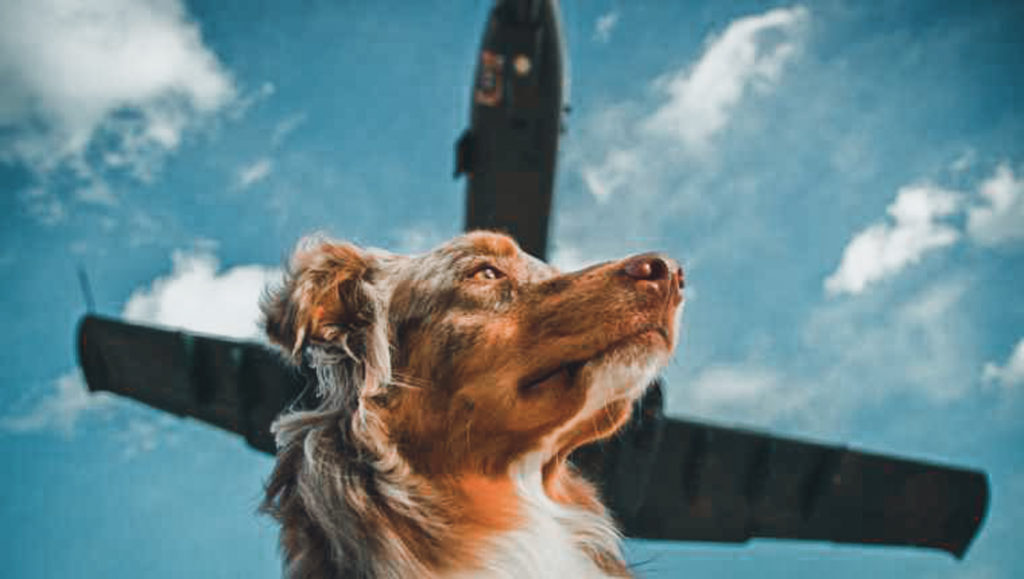 Dog with jet overhead