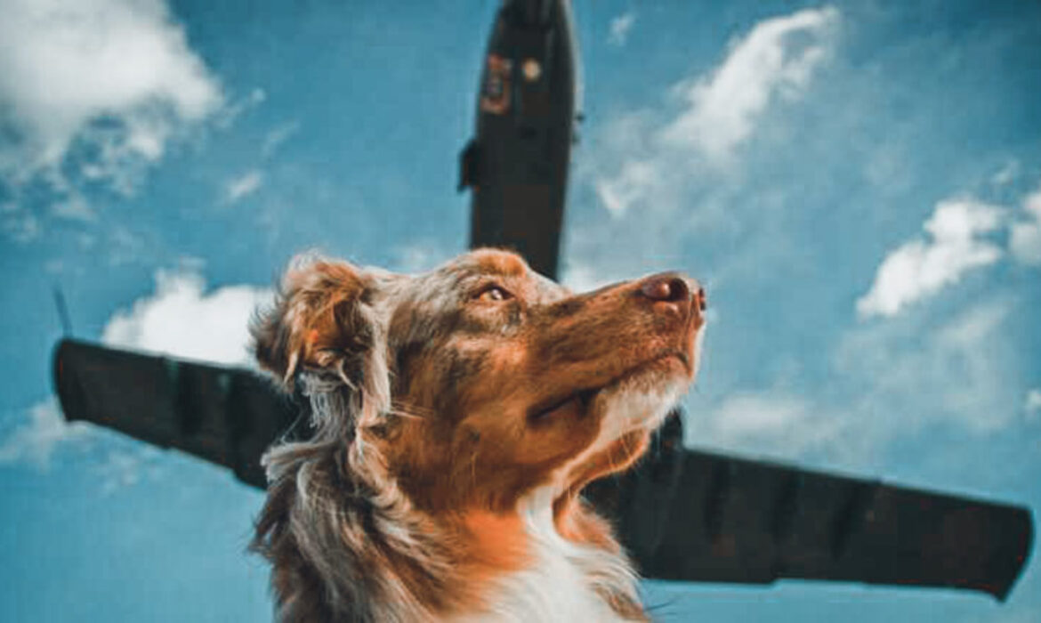 Dog with jet overhead