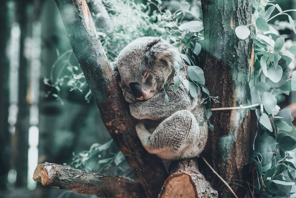 Koalas Australianos