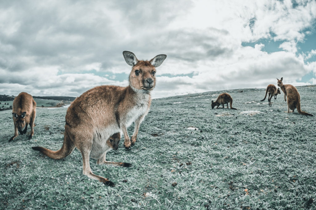 Canguros en Australia