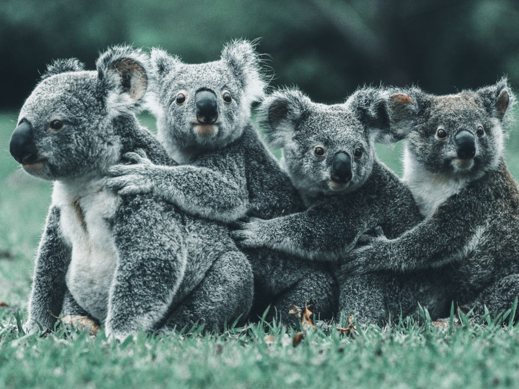 Koalas en Australia