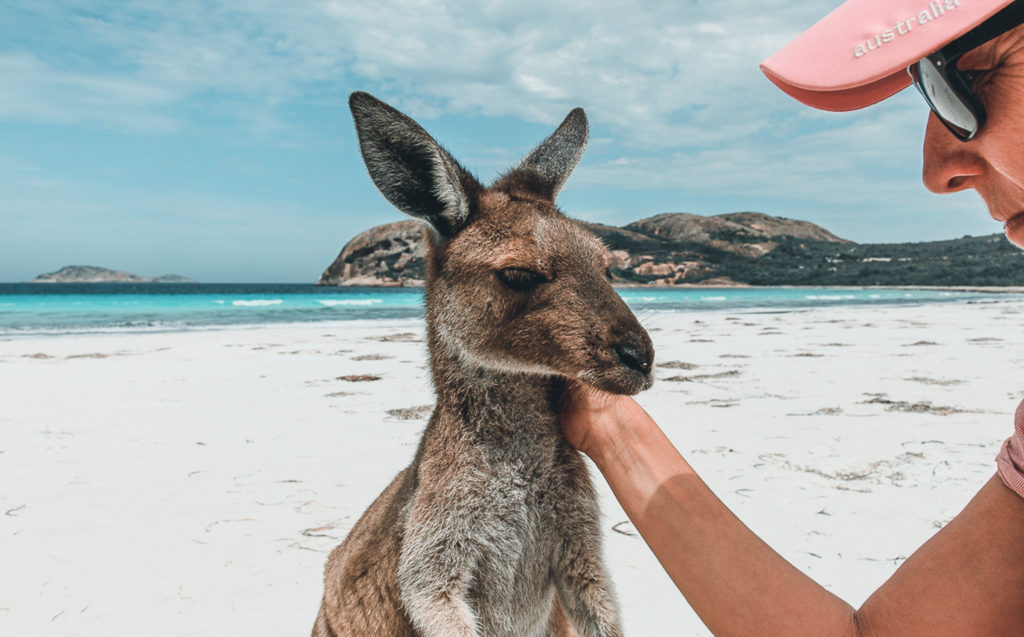 Canguros australianos