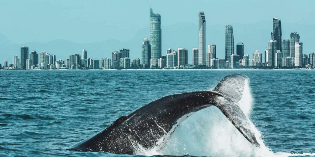 Ballenas en Australia