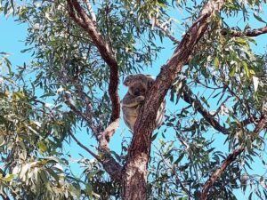 Magnetic Island