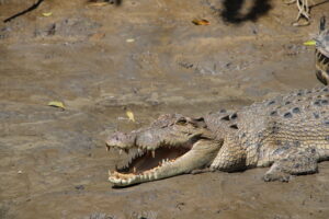 Daintree River