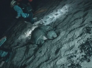 tortugas bebés
